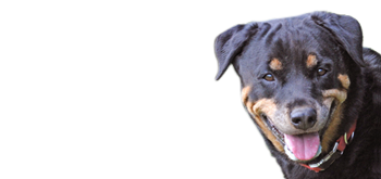 42.png
