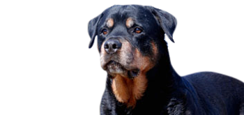 44.png