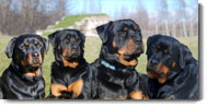 Roti Pups